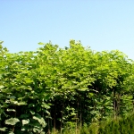 Catalpa Bignonioides