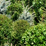 ligustrum kugla Picea Pungens Glauca