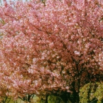 Prunus Serrulata Kanzan - Kultivar Japanske trešnje