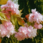 Prunus Serrulata Kikushidare Sakura